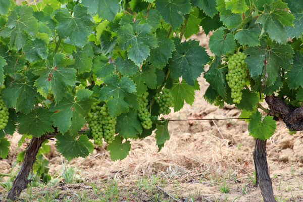 Andalucía aprueba la elaboración de su primera Estrategia del Viñedo y el Vino para 2028-2031