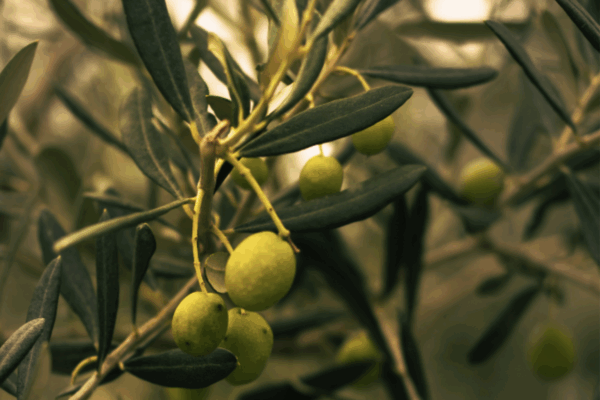 El Gobierno refuerza la trazabilidad de los aceites de oliva y de orujo, especialmente de los importados