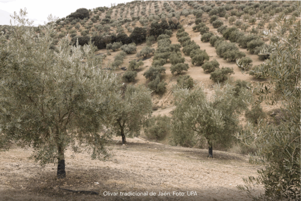 El sector olivarero exige activar la norma de comercialización ante la caída de los precios del aceite de oliva