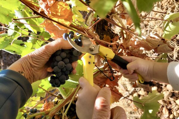 La D.O. León cierra la vendimia con 2,84 millones de kilos de uva