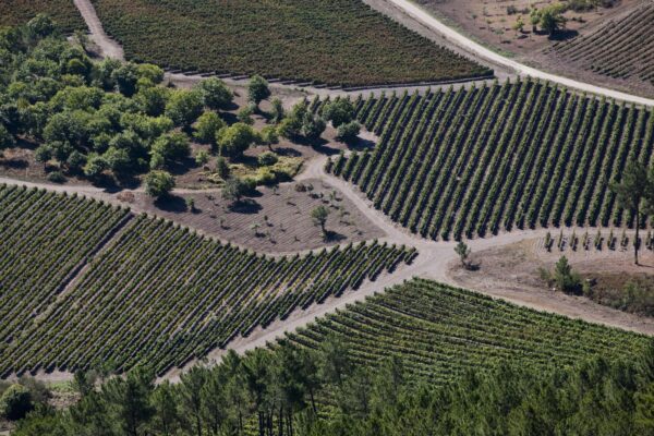 Joaquín Rebolledo presenta Xocas Godello 2024, con una producción limitada a 2.000 botellas