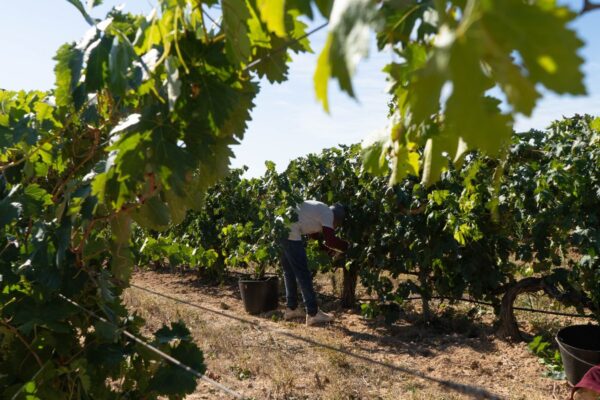 La D.O. Cigales cierra la vendimia de 2026 con 7,25 millones de kilos de uva recogidos